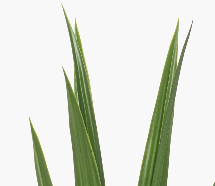 Nahaufnahme von langen, grünen Yucca-Blättern.