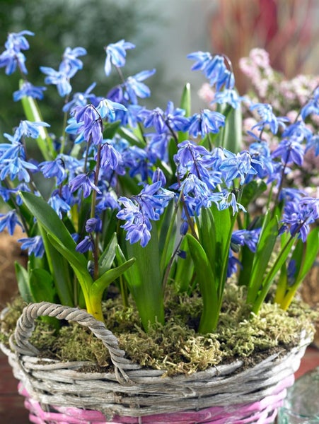 Scilla siberica 'Spring Beauty', Blaustern, leuchtend blau, ca. 9x9 cm Topf