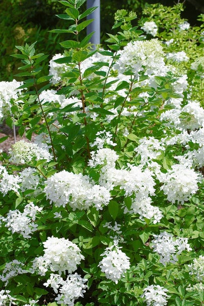 Hydrangea paniculata 'Polar Bear', Rispenhortensie, weiß, 40–60 cm