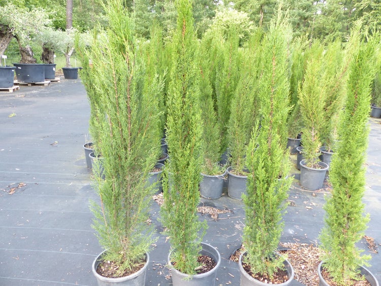 1x Mittelmeerzypresse 180 cm Säulen Toskana Zypressen Zypresse Cupressus Sempervirens