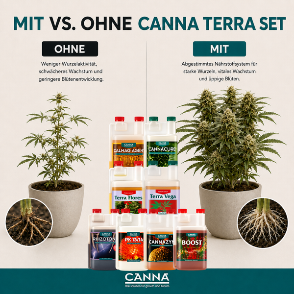 Vergleichsgrafik Canna Terra Pflanzendünger Set mit Auswirkungen auf Pflanzenwachstum und Wurzelbildung bei Hanfpflanzen.