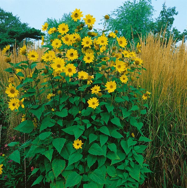 Helianthus decapetalus 'Capenoch Star', Stauden-Sonnenblume, gelb, ca. 11x11 cm Topf