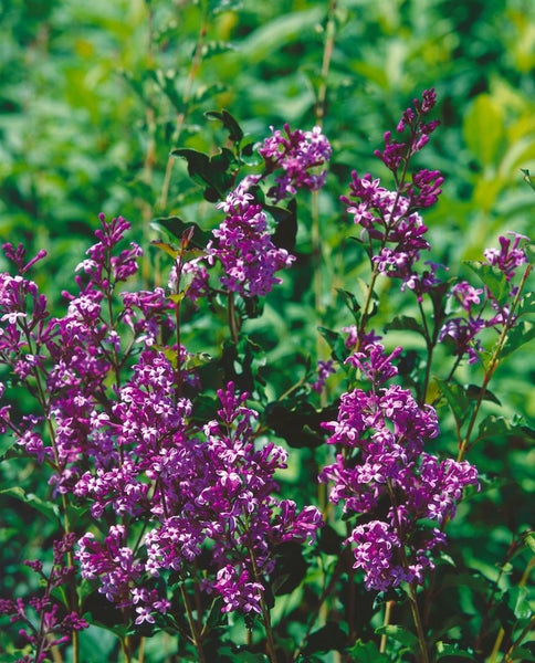 Syringa meyeri 'Red Pixie', Zwergflieder, rot, 125 cm Stammhöhe