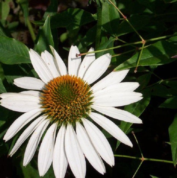 Nahaufnahme einer einzelnen weißen Kegelblume im Garten.