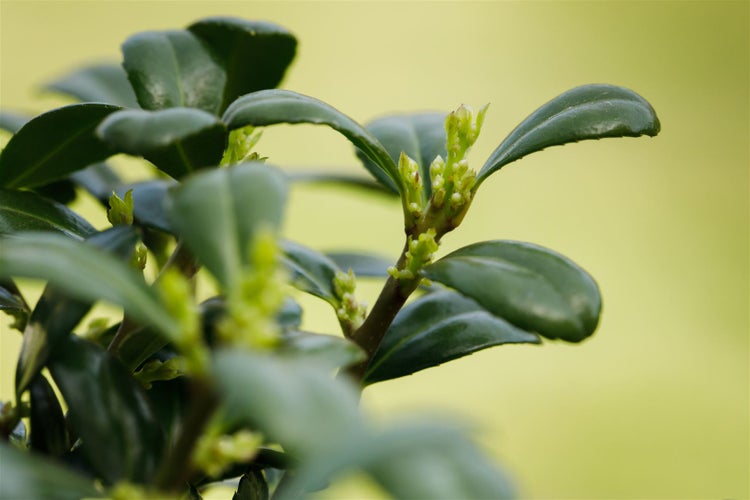 Ilex crenata 'Dark Green', Japanische Stechpalme, immergrün, 60–80 cm