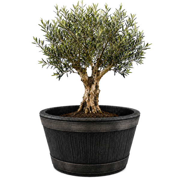Ein Olivenbaum in einem runden Pflanzkübel in Fassoptik.