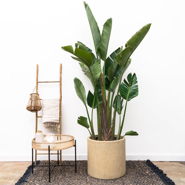 Baum-Strelitzie Augusta– 250 cm – ⌀45