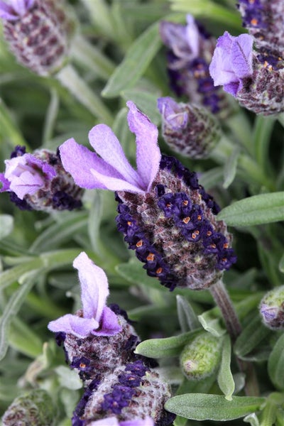 Nahaufnahme von Lavendelblüten.