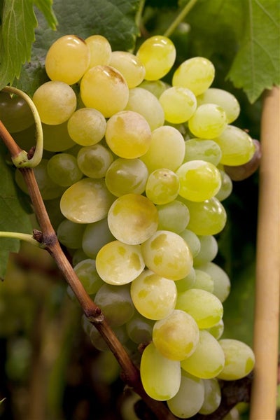 Vitis vinifera 'Lakemont', Weinrebe, kernlos, 80–100 cm