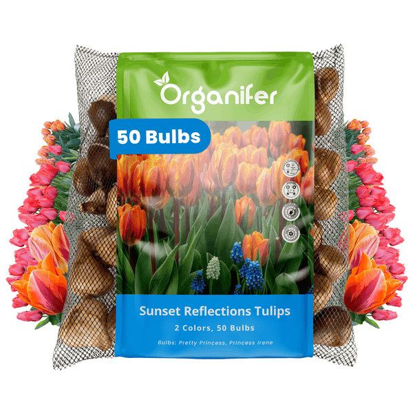Organifer Blumenzwiebeln Set 50 Stück Tulpen Sunset Reflections für den Garten
