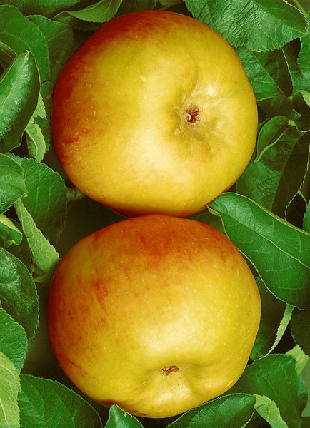 Malus 'Ontario', Apfelbaum, 150–200 cm, robust und ertragreich