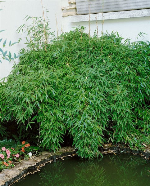 Fargesia murieliae 'Simba', Bambus, 60–80 cm, winterhart