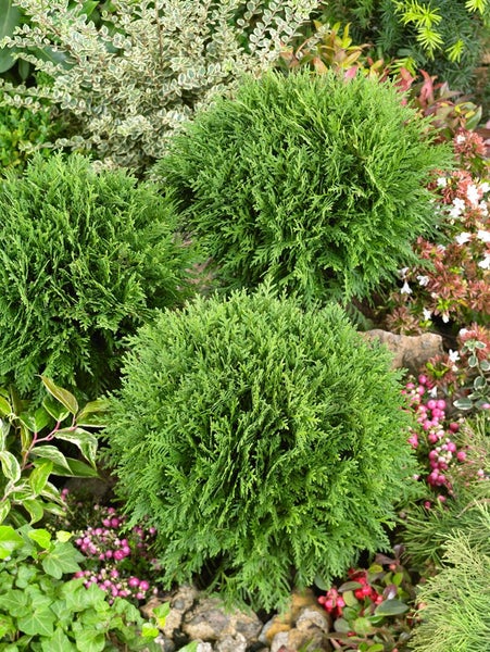 Thuja occidentalis 'Mecki' -R-, Lebensbaum, kompakt, 15–20 cm