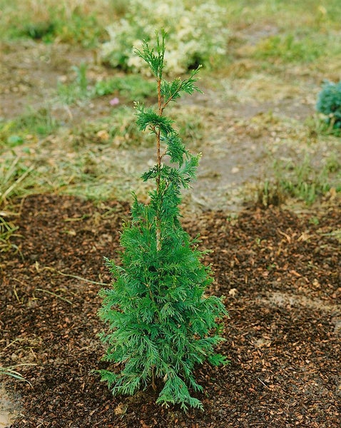 Thuja plicata 'Can-Can', Lebensbaum, 25–30 cm, kompakt