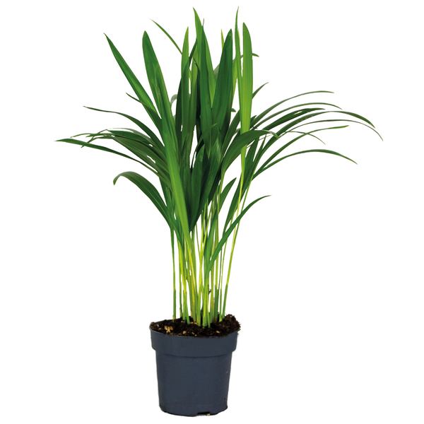 Dypsis Lutescens - Goldpalme - Zimmerpflanze - Pflegeleicht – ⌀12 cm - ↕30-35 cm