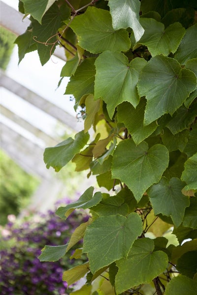 Vitis vinifera coignetiae, Zierwein, 60–100 cm