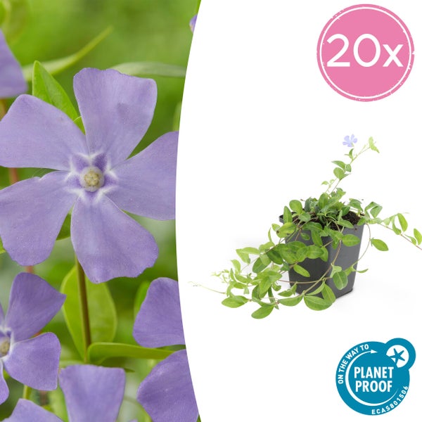 Bodendecker - Kleines Immergrün - Vinca minor - 9cm Topf - Set mit 20 Pflanzen