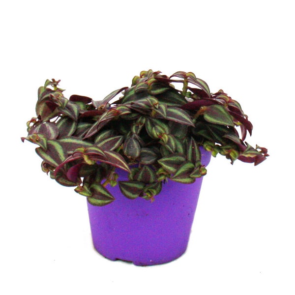 Zimmerpflanzen-Trio Purple Leaves Set mit 3 verschiedene Pflanzen mit lila Blättern Tradescantia Purple Passion Gynura Tradescantia pallida