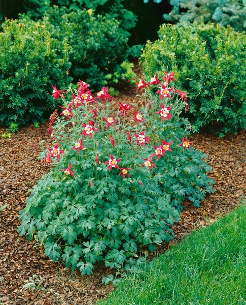 Aquilegia caerulea 'Crimson Star', Akelei, rot-weiß, ca. 9x9 cm Topf