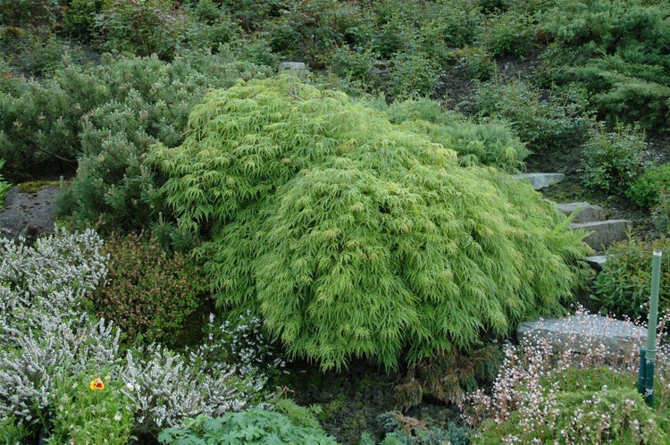 Acer palmatum 'Dissectum Viridis', Grüner Fächerahorn, 30–40 cm