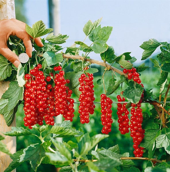 Ribes rubrum 'Rovada', Rote Johannisbeere, 30–40 cm