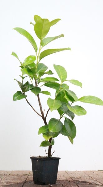 Prunus laurocerasus 'Rotundifolia', Kirschlorbeer, immergrün, 40–60 cm