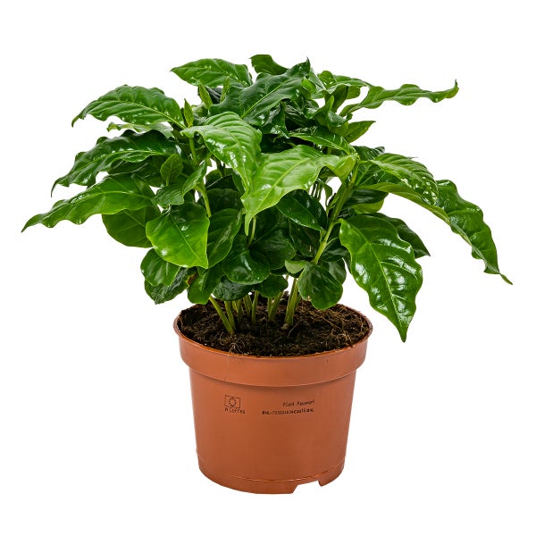 Kaffeepflanze | Coffea Arabica pro Stück - Zimmerpflanze im Kinderzimmertopf cm12 cm - ↕25 cm