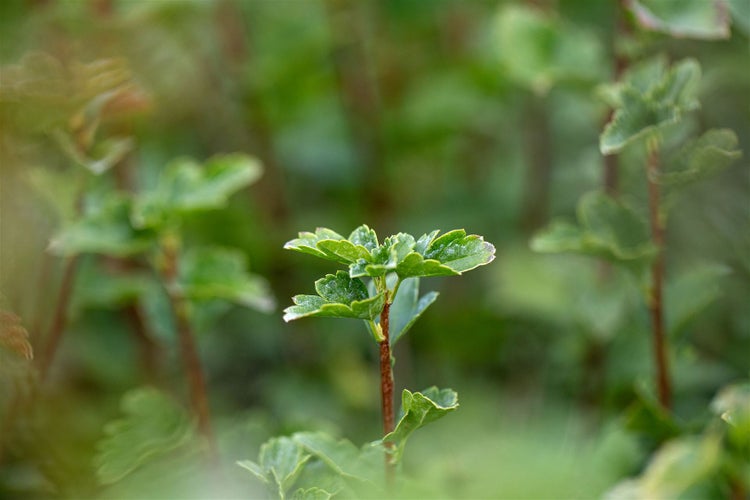 Ribes alpinum 'Schmidt', Alpen-Johannisbeere, 40–60 cm, kompakt
