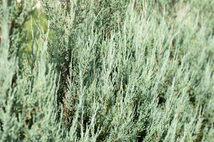 Juniperus scopulorum 'Blue Arrow', Säulenwacholder, blaugrün, 60–80 cm
