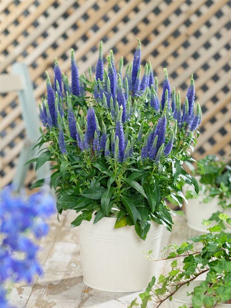 Veronica spicata 'Ulster Dwarf Blue', Ähriger Ehrenpreis, blau, ca. 9x9 cm Topf