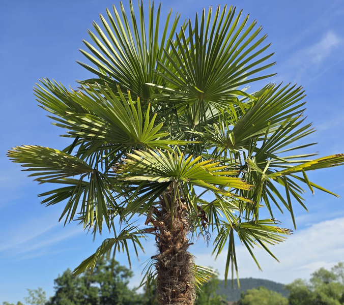 Palme ca.250cm - 270cm Trachycarpus Fortunei 120 cm Stamm Hanfpalme, winterharte Palme bis -19°C