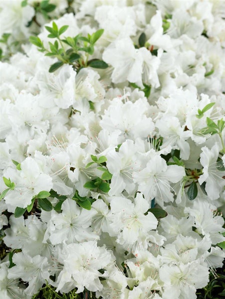 Rhododendron obtusum 'Schneesturm', Azalee, weiß, 30–40 cm