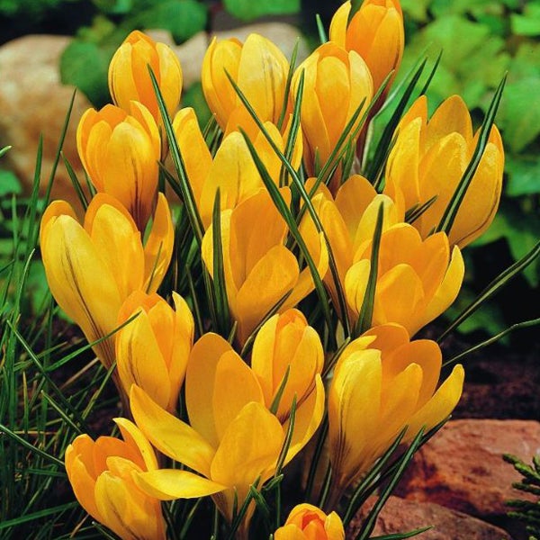 Gelbe Krokusse im Gartenbeet
