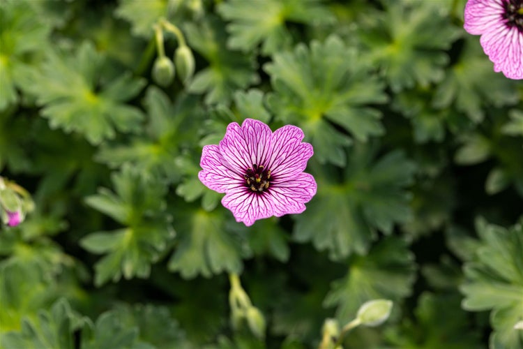 Geranium cinereum 'Ballerina', Storchschnabel, zartrosa, ca. 9x9 cm Topf