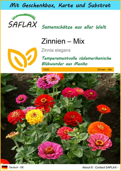 SAFLAX Geschenk Set - Zinnien – Mix - Zinnia elegans - 50 Samen - Mit Geschenkbox, Versandaufkleber, Geschenkkarte und Anzuchtsubstrat