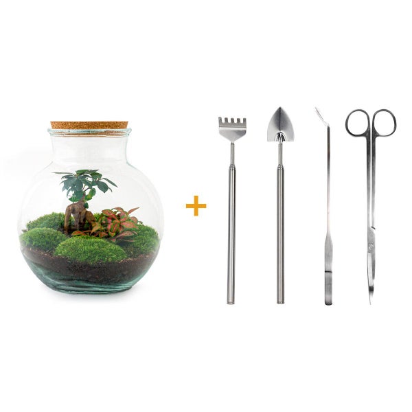 Flaschengarten Teddy DIY-Pflanzen-Terrarium 27cm hoch mit Ficus Bonsai incl. Rechen, Schaufel, Pinzette und Schere