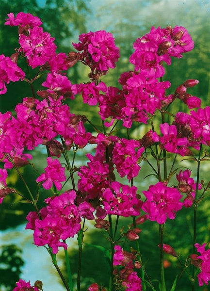 Lychnis chalcedonica, Brennende Liebe, leuchtend rot, ca. 9x9 cm Topf