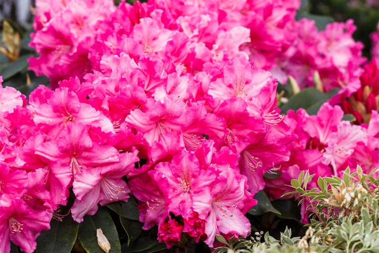 Rhododendron Hybr. 'Caruso', Rhododendron, rot, 30–40 cm