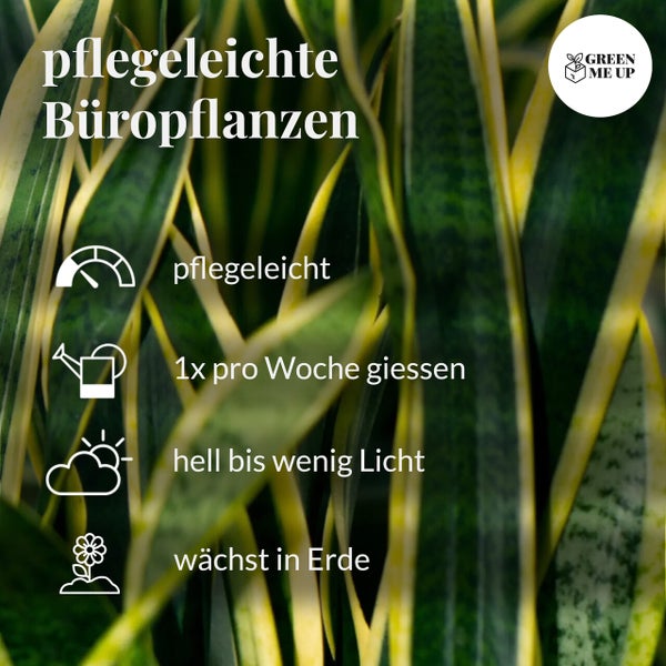 6er Box pflegeleichte Büropflanzen