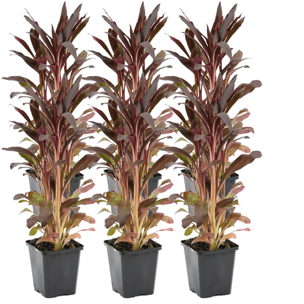 Cordyline fruticosa Pflanzen mit bordeauxfarbenen Blättern in schwarzen quadratischen Kunststofftöpfen.