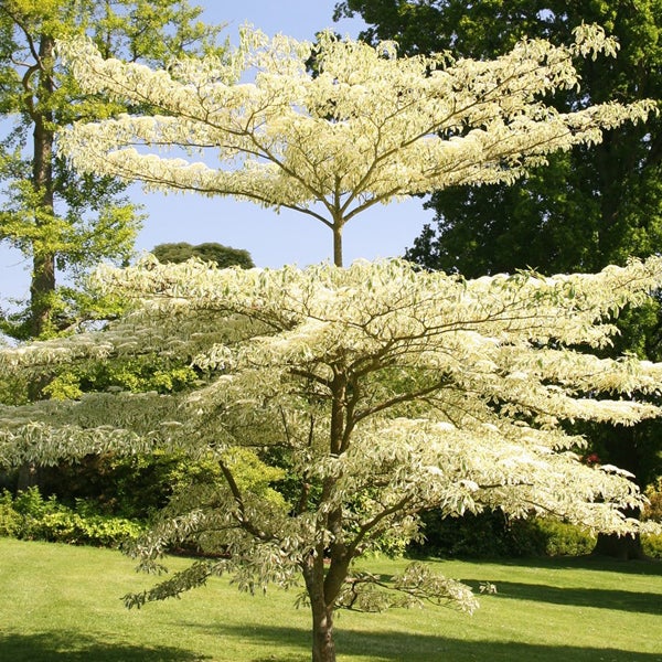 Dekorativer Baum mit auffälligen Blättern im Garten.