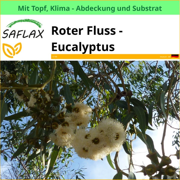 Roter Fluss Eukalyptus im Topf mit Klimaabdeckung und Substrat
