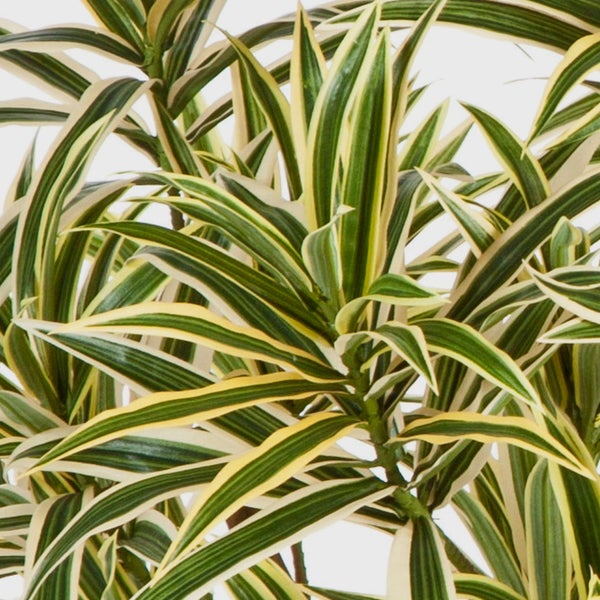 Nahaufnahme einer Drachenbaum-Pflanze mit grün-gelb gestreiften Blättern.