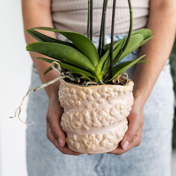 Kolibri Company Geschenkset Octopus Pink small Grünpflanze mit altrosa Phalaenopsis Orchidee in Octopus pink Zierpflanzgefäßen auf weißem organischem Tablett