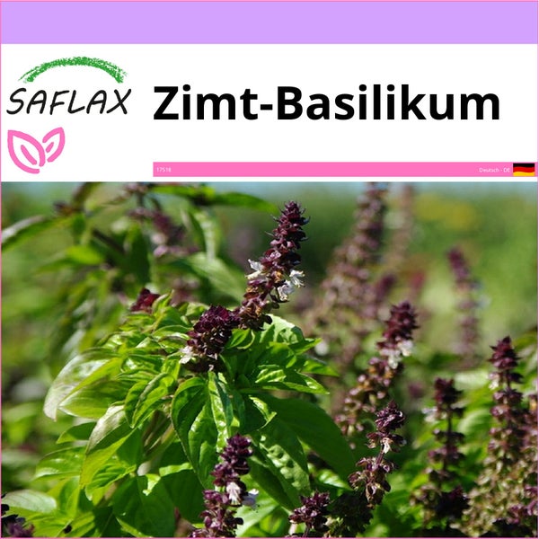 SAFLAX  - Zimt-Basilikum - Ocimum basilicum cinnamon - 200 Samen