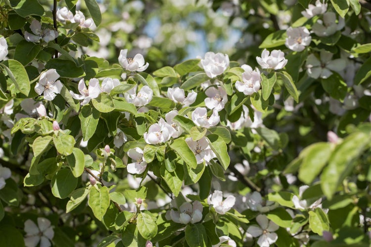Blühende Quitte Cydonia oblonga mit hellen Blüten und grünen Blättern.