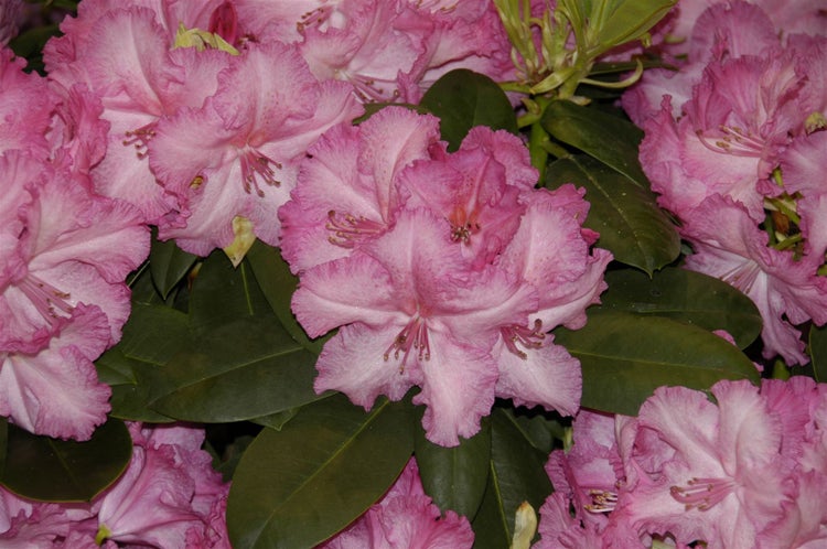 Rhododendron Hybr. 'Haithabu', Rhododendron, rosa Blüten, 40–50 cm