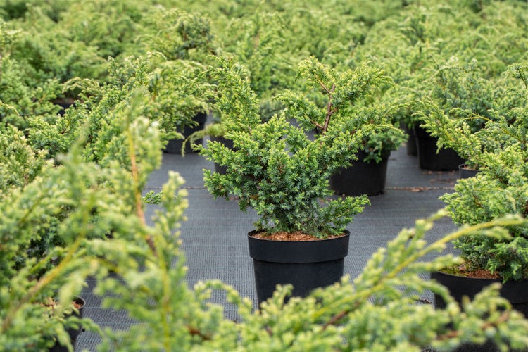 Juniperus chinensis 'Blue Alps', Chinesischer Wacholder, blaugrün, 20–30 cm