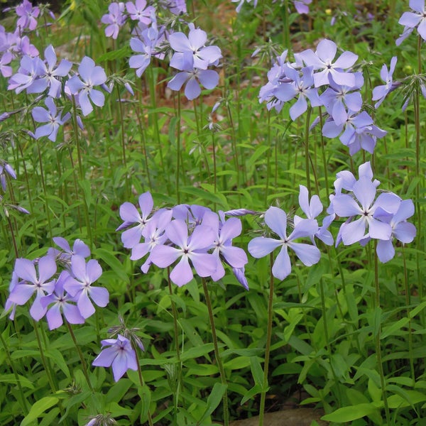 Blütenmeer mit Wald-Phlox im Garten