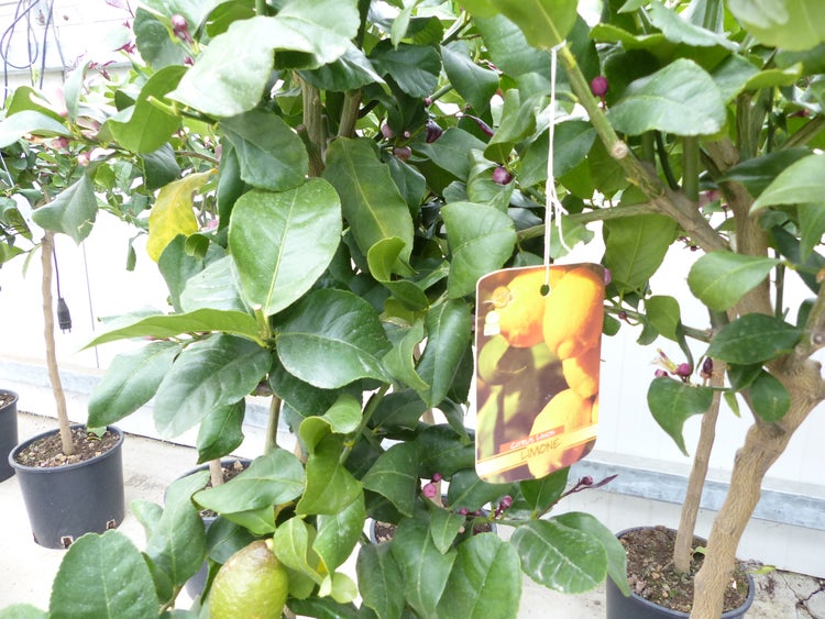 Zitronenbaum im Topf mit Blättern und Früchten